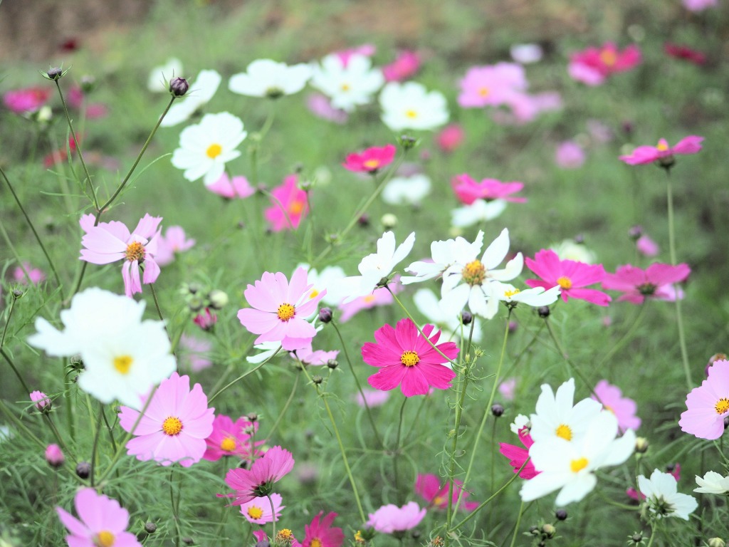 分解画像貼り付けテスト